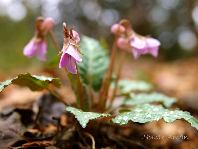 Viola tokubuchiana