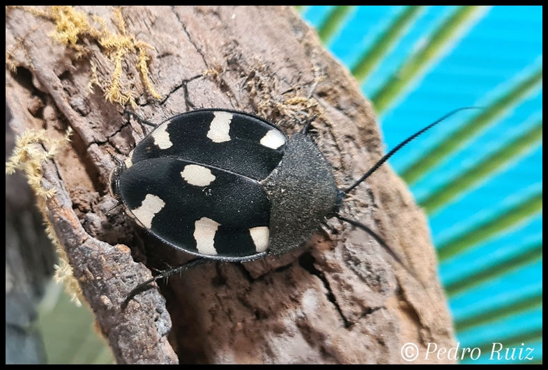 Macho adulto de Therea bernhardti, 2,5 cm de longitud