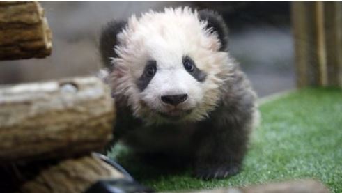 Anak Panda Pertama di Perancis Membuat Debut Publiknya