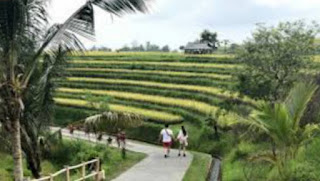Jatiluwih Rice Fields, Bali