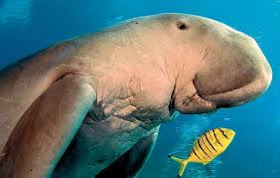 Funny Dugong