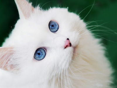 anak kucing anggora asli bermata biru cantik
