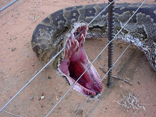 African Rock Python Fence