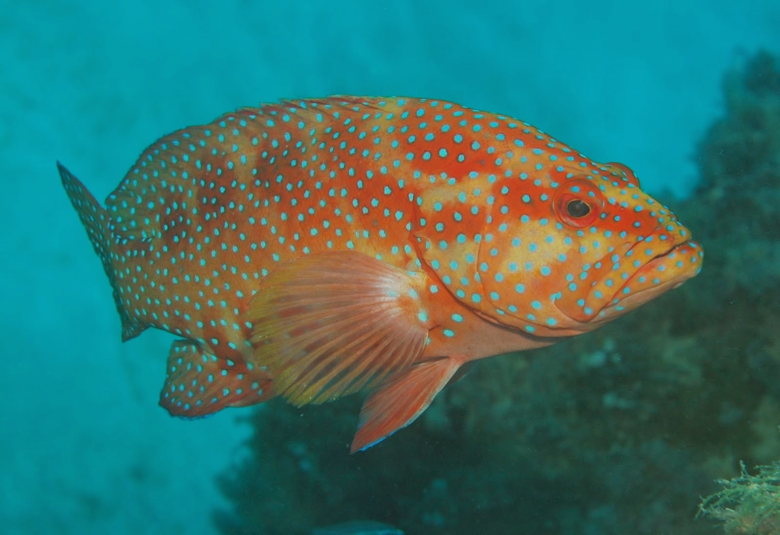 Dunia Mancing Tehnik Memancing Dan Umpan Jitu Ikan  Kerapu