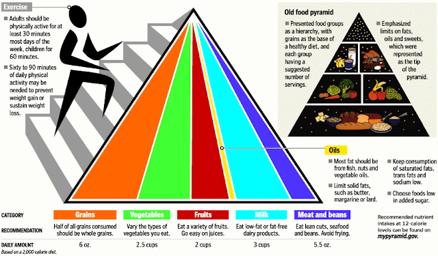 food chain pyramid. food chain pyramid of numbers.
