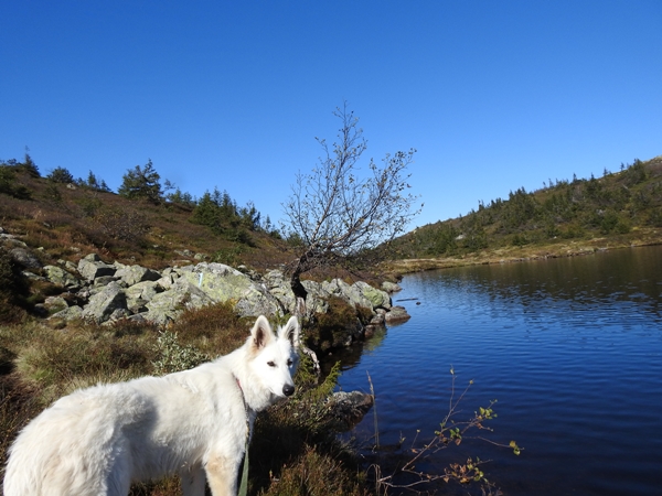 Gyranfisen svarttjernkollen vikerfjell