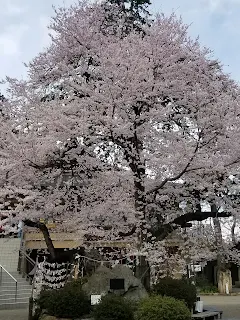 高麗神社の御神木の桜