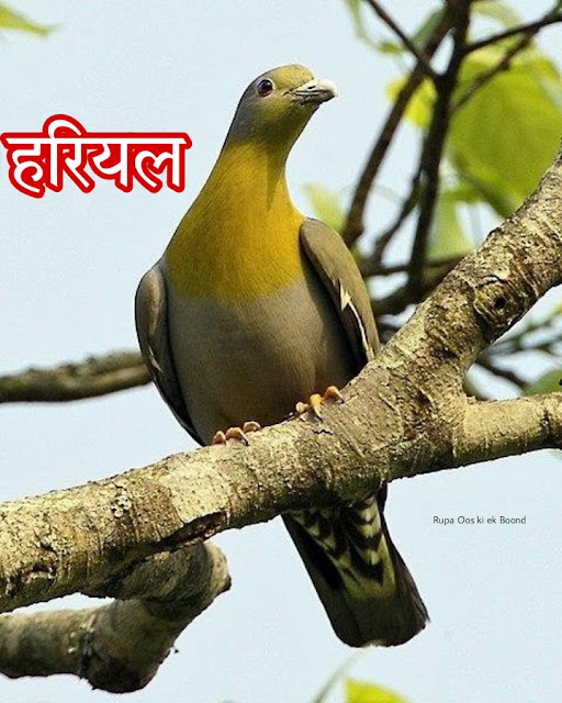 महाराष्ट्र  का राज्य पक्षी  (State Bird of Maharastra ) || ‘हरियल पक्षी’ (Hariyal Pakshi) ||