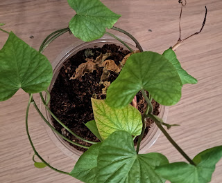 Sweet potato vine overhead photo shows half a dozen bright green leaves on a vine twined around itsekf coming out of a   circular clear  plastic container that has potting soil