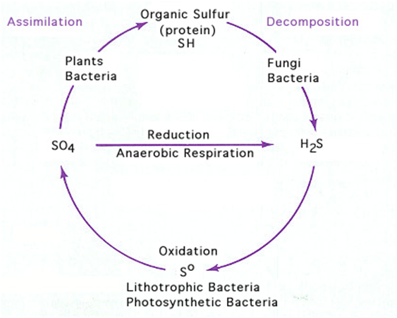 TU Notes Microbiology