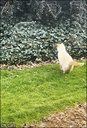 Hilarious Cat GIF • Hunting cat leaping into a bush, landing on his stomach, haha! [ok-cats.com]