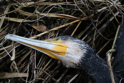 Ielgoes - Aalscholver - Phalacrocorax carbo