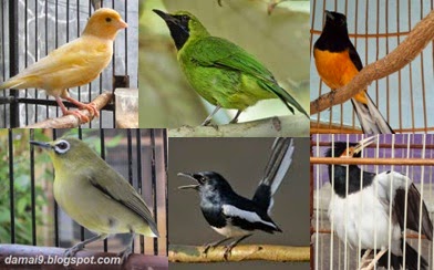 JENIS-JENIS BURUNG YANG PALING DICARI SAAT INI DAN KISARAN HARGANYA - Lanjutan 3 JENIS-JENIS BURUNG YANG PALING DICARI SAAT INI DAN KISARAN HARGANYA - Lanjutan 3
