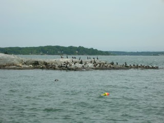 seals and cormorants