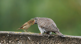 Afbeeldingsresultaat voor vogel uit het nest gooien