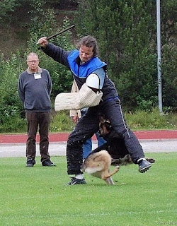really funny german shepherd police dog training going for crotch instead of arm photo
