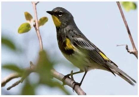 What Migratory Birds Tell Us About Sustainability