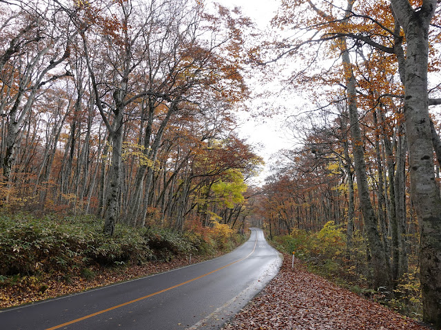 鳥取県道45号倉吉江府溝口線（大山環状道路）の紅葉