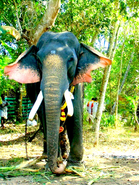 Thrikkadavoor SivaRaju Photos