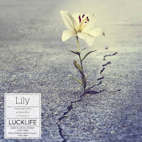  Lily Song Sung By Japanese Artist Luck Life On Bungo Stray Dogs  Luck Life - Lily Lyrics