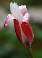 Tulipa clusiana 'Peppermint Stick'