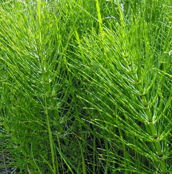 Horsetail - Sphenophyta