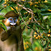 Monyet Spesies Sangat langkah Dari Seluruh Dunia