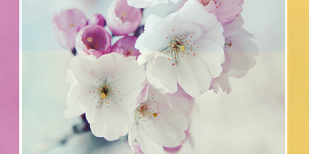 Multi Hover Effect On Blogger Images Using Pure CSS