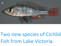 http://sciencythoughts.blogspot.co.uk/2013/01/two-new-species-of-cichlid-fish-from.html