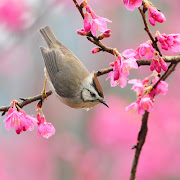 SpringEaster flowers (bird at spring)