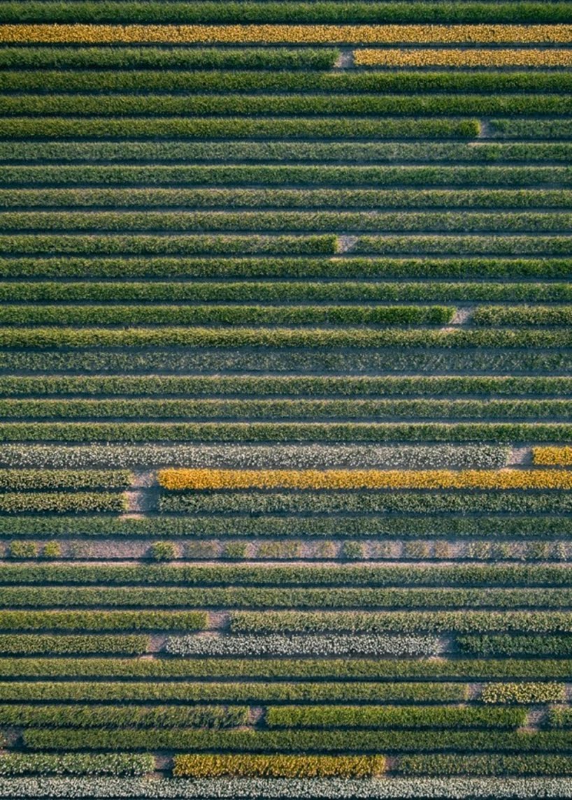 Una impresionante serie fotográfica aérea de los campos de Tulipanes Holandeses