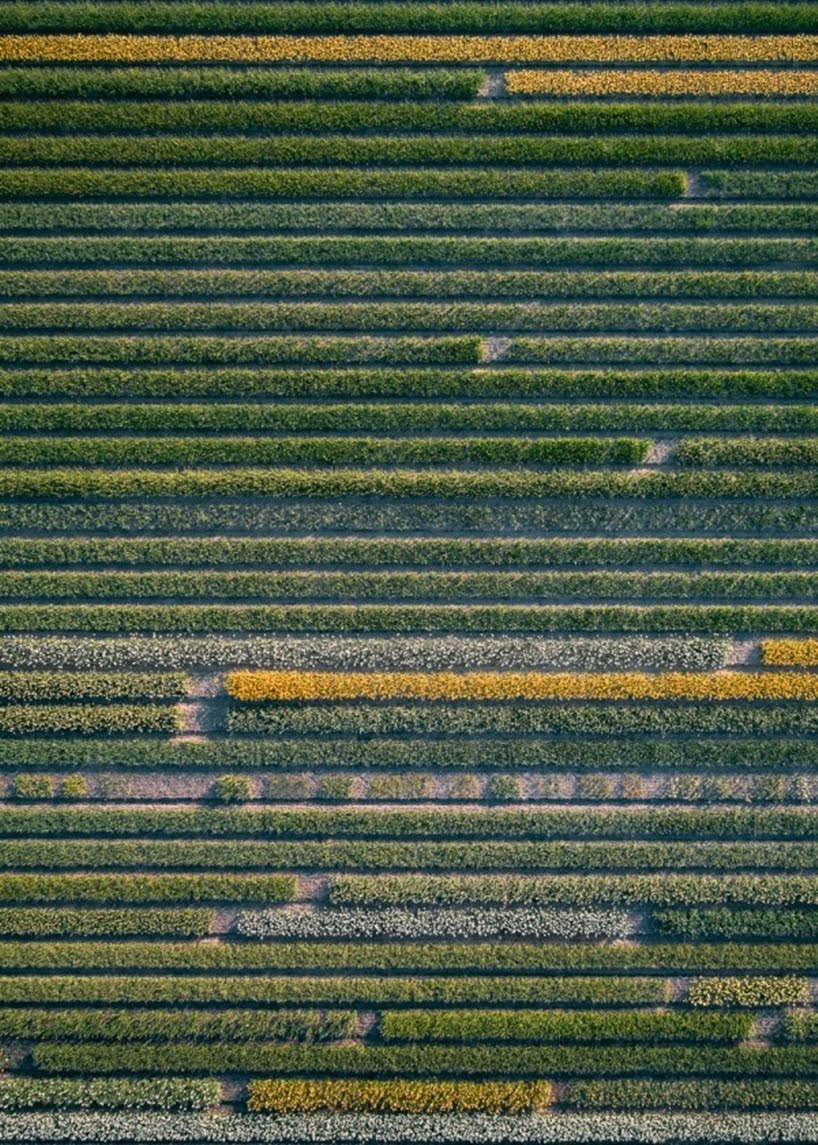 Una impresionante serie fotográfica aérea de los campos de Tulipanes Holandeses