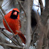 Male and female cardinal for Saturday Critters