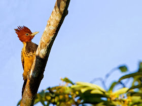 Rufous headed Woodpecker