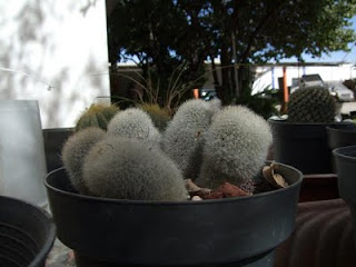 Rebutia spinosissima, cactus