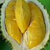 Jual Bibit Durian Musang King 1,5 Meter