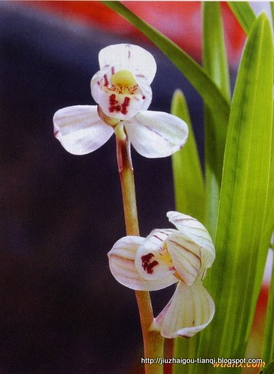 兰花 花:hua-09020511375232