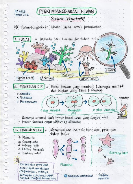 Rangkuman Materi Kelas 6