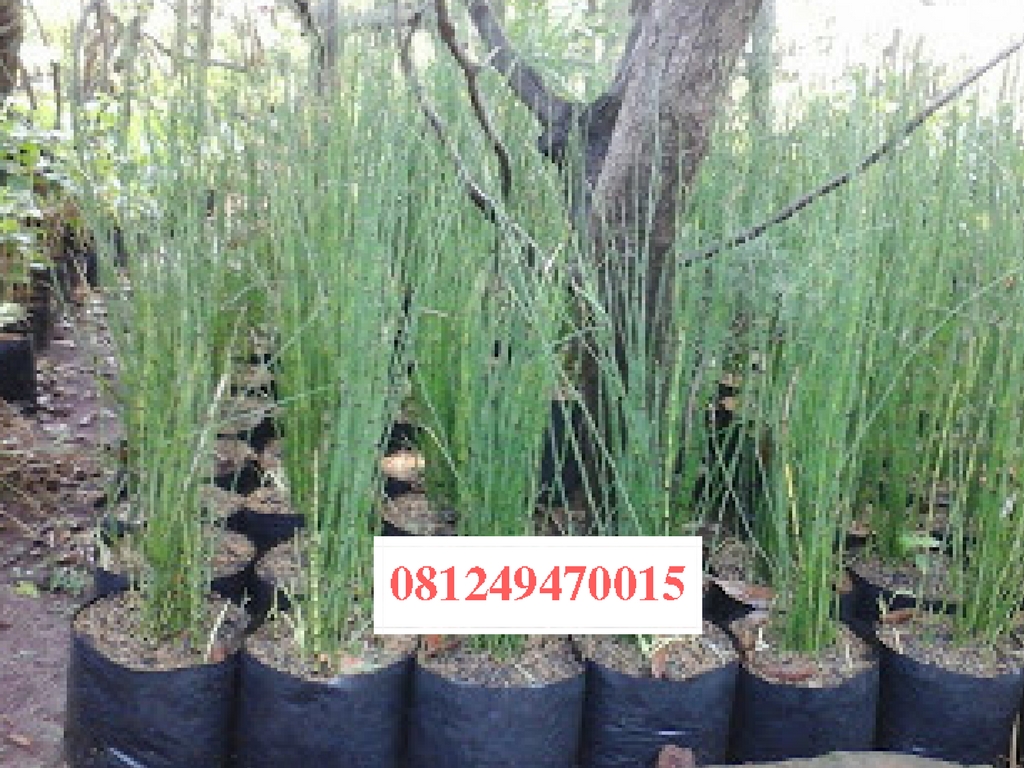  Jual  Tanaman Hias Bambu  Air  Di Palembang jual  tanaman 