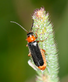 A soldier beetle, Cantharis nigra.  Bumblebee walk in Jubilee Country Park, led by Jenny Price.  19 June 2011.