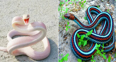 Top 8 Most Beautiful Snakes In The World