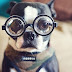 Move Over, Cat Lovers: Science Suggests Dogs Are Smarter