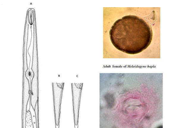 Reported some species of plant parasitic nematodes from rhizosphere of peanut (Arachis ypogaea) fields