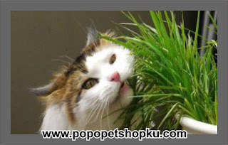 kucing makan rumput