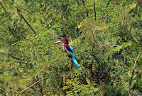 Eisvogel - kingfisher