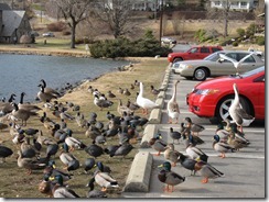 The water fowl of Lake Junaluska