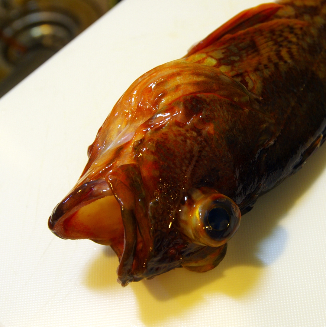 釣って食べようカサゴ 刺身と味噌汁 けいみや農場