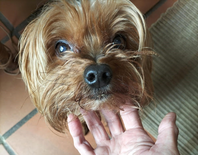 senior male Yorkshire terrier 11 years old