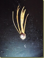 PB050035_01