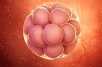 مراحل الحمل و نمو الجنين بالأسبوع  Fetal development week by week   The shape of the fetus in the first week شكل الجنين في الأسبوع الأول بالصور